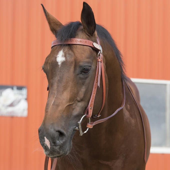 Bridon "Two Tone" Randol's