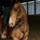 Ensemble Bride et Collier de chasse Dalton Schulz Equine