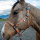 Licol en nylon Schulz Equine