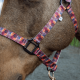 Licol en nylon Schulz Equine