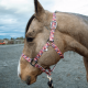 Licol en nylon Schulz Equine