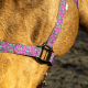 Licol en nylon Schulz Equine