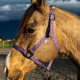 Licol en nylon Schulz Equine