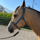 Licol en nylon Schulz Equine