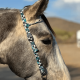 Bride une oreille en nylon Schulz Equine