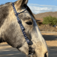 Bride une oreille en nylon Schulz Equine