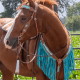 Ensemble Bride et Collier de chasse Bonanza Schulz Equine