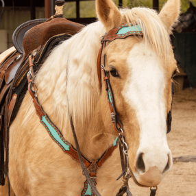 Ensemble Bride et Collier de chasse Bonanza Schulz Equine