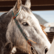 Ensemble Bride et Collier de chasse tooling leopard Schulz Equine