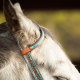 Ensemble Bride et Collier de chasse tooling leopard Schulz Equine