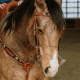 Ensemble Bride et Collier de chasse Jesse James Schulz Equine