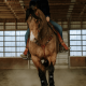 Ensemble Bride et Collier de chasse Jesse James Schulz Equine