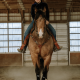 Ensemble Bride et Collier de chasse Jesse James Schulz Equine