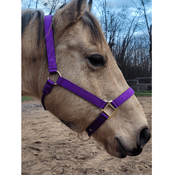 Licol Deluxe avec bouclerie en laiton