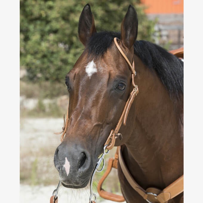 Bridon "1 oreille" Westride by Franck Perret