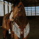 Ensemble Bride et Collier de chasse à franges Ponderosa Schulz Equine