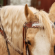 Ensemble Bride et Collier de chasse à franges Ponderosa Schulz Equine